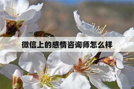 微信上的感情咨询师怎么样