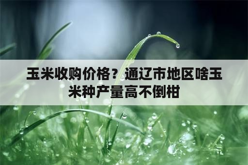 玉米收购价格？通辽市地区啥玉米种产量高不倒柑