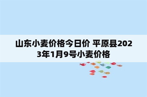 山东小麦价格今日价 平原县2023年1月9号小麦价格