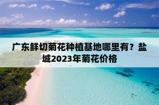 广东鲜切菊花种植基地哪里有？盐城2023年菊花价格