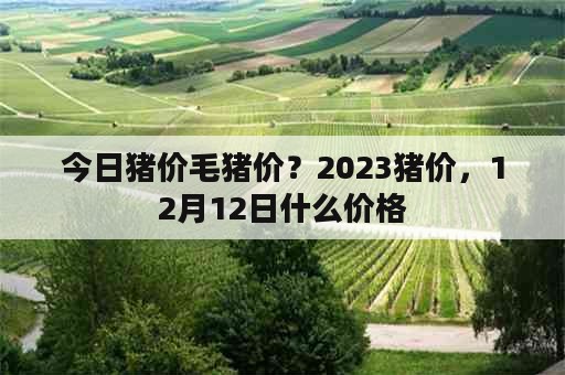 今日猪价毛猪价？2023猪价，12月12日什么价格