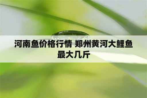 河南鱼价格行情 郑州黄河大鲤鱼最大几斤