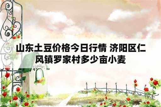 山东土豆价格今日行情 济阳区仁风镇罗家村多少亩小麦