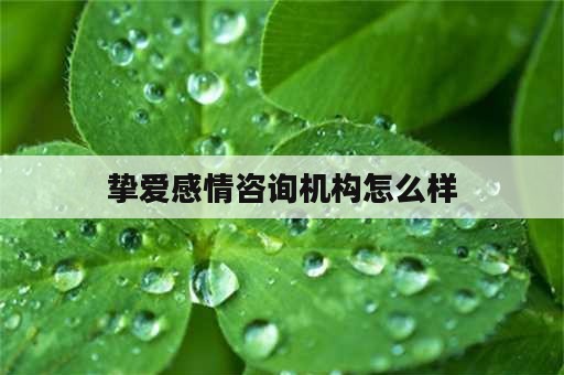 挚爱感情咨询机构怎么样