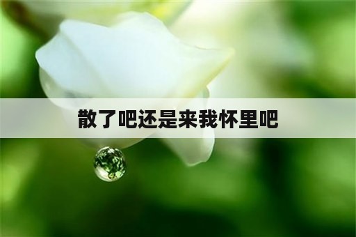 散了吧还是来我怀里吧