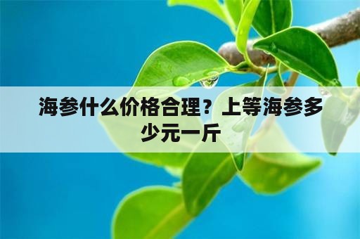 海参什么价格合理？上等海参多少元一斤