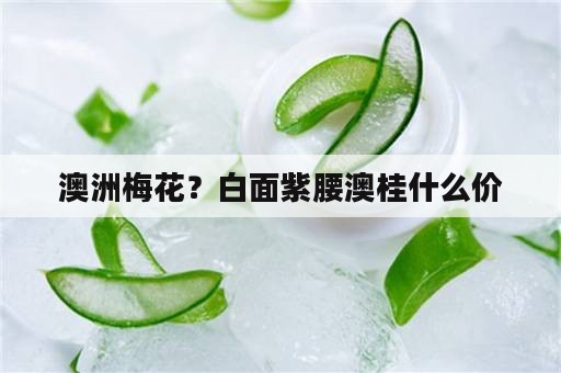 澳洲梅花？白面紫腰澳桂什么价