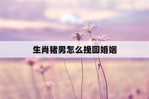 生肖猪男怎么挽回婚姻