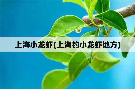 上海小龙虾(上海钓小龙虾地方)