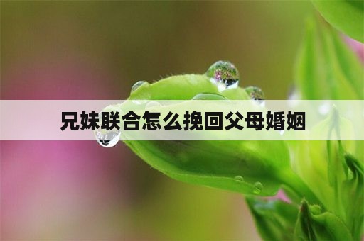 兄妹联合怎么挽回父母婚姻