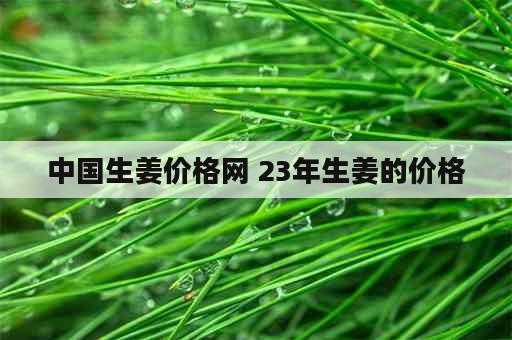 中国生姜价格网 23年生姜的价格