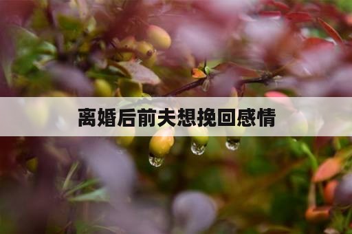 离婚后前夫想挽回感情