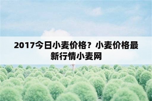 2017今日小麦价格？小麦价格最新行情小麦网